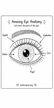 Eye anatomy coloring page preview